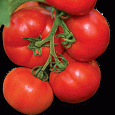 Томат Раздолье F1