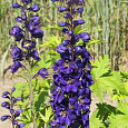 Дельфиниум культурный Черный рыцарь