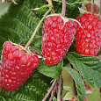 Малина ремонтантная Брянское диво