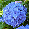 Гортензия крупнолистовая Эрли Блю Гортензия крупнолистовая Эрли Блю