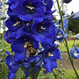 Дельфиниум высокий Гвардиан Блю