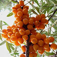 Облепиха Превосходная