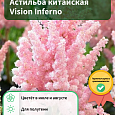Астильба китайская Vision Inferno