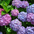 Гортензия крупнолистная Mix