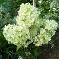 Гортензия метельчатая Диамантино Гортензия метельчатая Диамантино