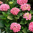 Гортензия крупнолистовая Фриденштейн