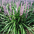 Лириопе мускари Ingwersen