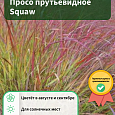 Просо прутьевидное Squaw