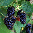 Ежемалина гибридная Boysenberry Ежемалина гибридная Boysenberry