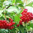 Калина красная Ульгень