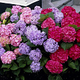 Гортензия крупнолистная Mix