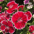Гвоздика Китайская Грация