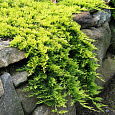 Можжевельник горизонтальный Conglomerata Можжевельник горизонтальный Conglomerata