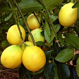 Цитрус Лаймкват Лейкленд