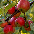 Яблоня Солнцедар