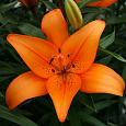 Лилия ЛА-гибрид Коралло Бич