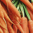 Морковь  Красный великан