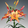 Лилия ЛА-гибрид Роял Сансет
