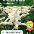 Астильба японская Gladstone Астильба японская Gladstone
