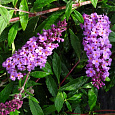 Буддлея (Осенняя сирень) Давида Free Petite Dark Pink Буддлея (Осенняя сирень) Давида Free Petite Dark Pink