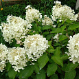 Гортензия метельчатая Грандифлора