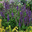 Шалфей пышный Адора Блю