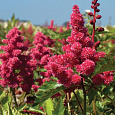 Астильба японская Koln