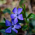 Барвинок (Фиалка ведьм) малый