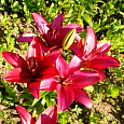 Лилия ЛА-гибрид Фанжио