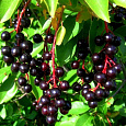 Черемуха кистевая (обыкновенная) Мавра