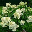 Гортензия метельчатая Сильвер Доллар Гортензия метельчатая Сильвер Доллар