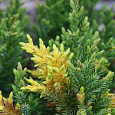 Можжевельник китайский Expansa Aureospicata Можжевельник китайский Expansa Aureospicata